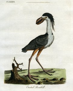 Pico de barco crestado, 1781-5 (grabado a mano) de John Latham
